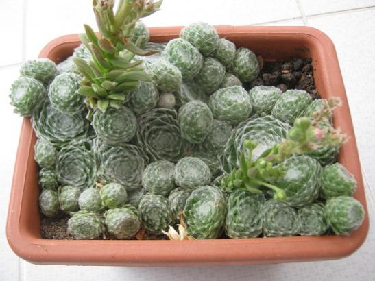 Name:  sempervivum3.jpg
Views: 1222
Size:  41.3 KB
