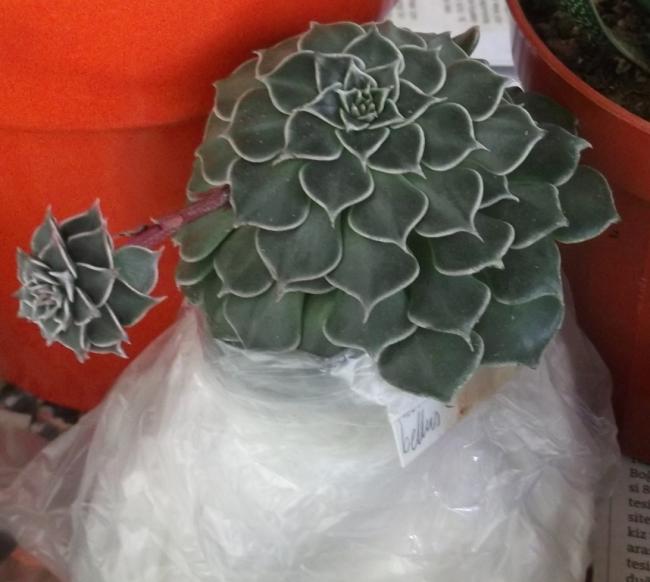Name:  DSCF7568.jpg
Views: 539
Size:  40.8 KB