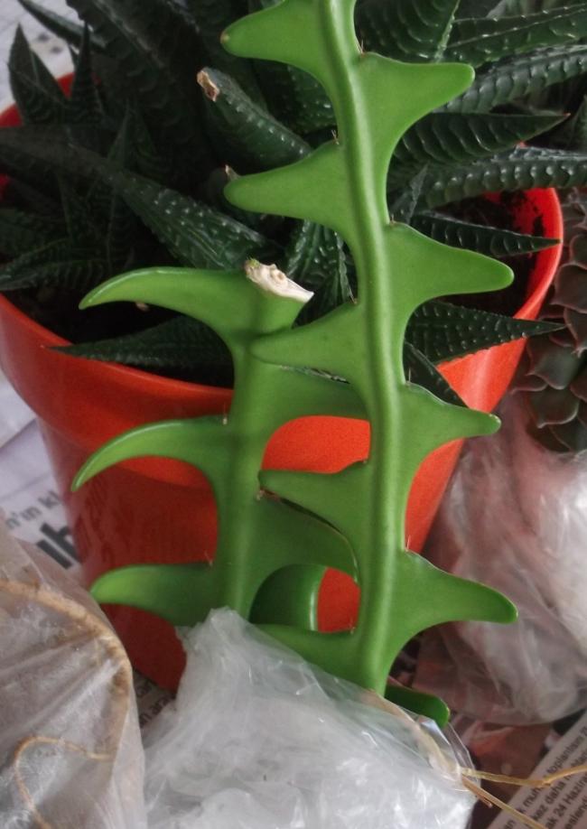 Name:  DSCF7567.jpg
Views: 546
Size:  61.8 KB