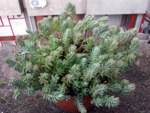 Name:  IMG_6607.jpg
Views: 723
Size:  45.1 KB
