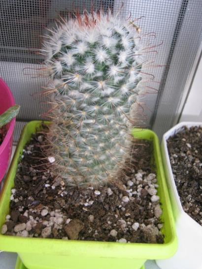 Name: m. bombycina.jpg
Views: 1021
Size: 45.0 KB