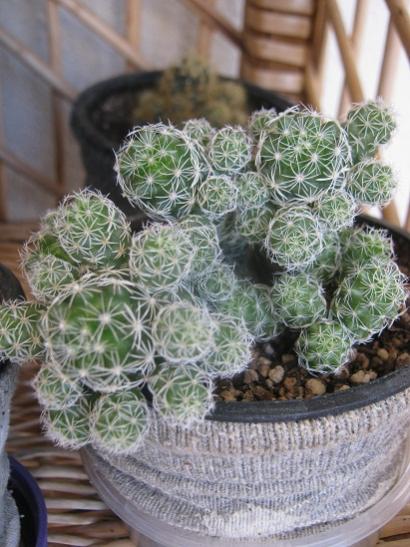 Name:  m.gracilis.jpg
Views: 1013
Size:  48.0 KB