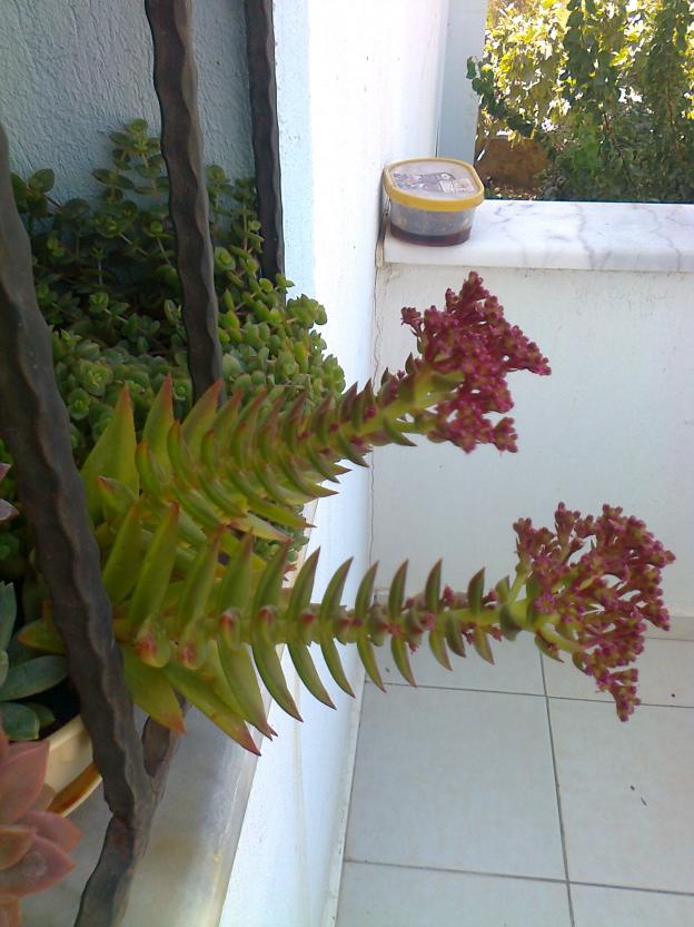 Name:  Fotoraf3268.jpg
Views: 808
Size:  70.5 KB