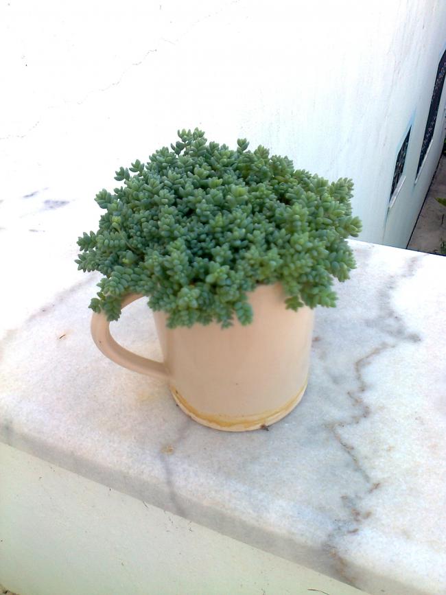 Name:  Fotoraf3271.jpg
Views: 845
Size:  56.5 KB