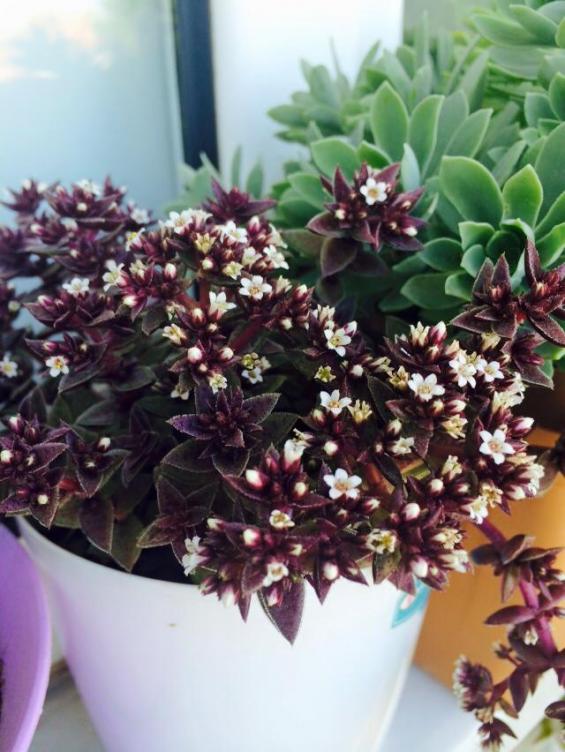 Name:  Crassula exilis ssp. picturata 2.jpg
Views: 2342
Size:  66.0 KB