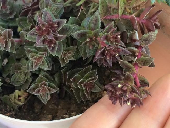 Name:  Crassula exilis ssp. picturata 4.jpg
Views: 2454
Size:  54.7 KB