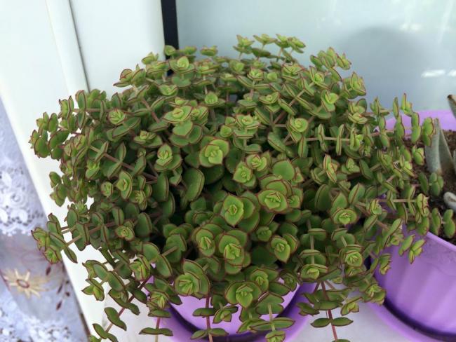 Name:  Crassula pellucida ssp. marginalis 3.jpg
Views: 2020
Size:  56.1 KB