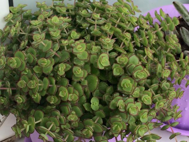 Name:  Crassula pellucida ssp. marginalis.jpg
Views: 1695
Size:  66.3 KB