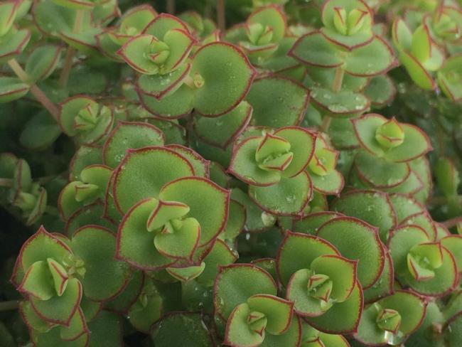 Name:  Crassula pellucida ssp. marginalis 2.jpg
Views: 1885
Size:  45.6 KB
