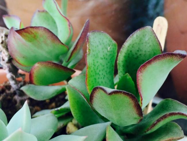 Name:  Crassula arborescens.jpg
Views: 1525
Size:  41.0 KB