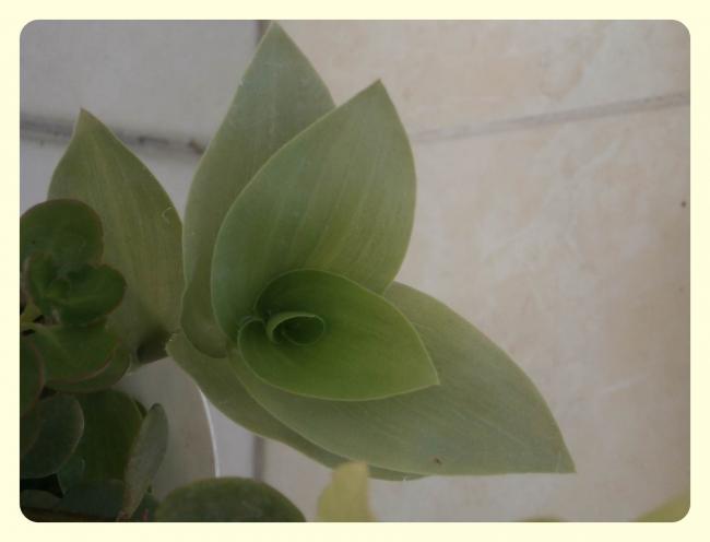 Name:  Tradescantia fluminensis - Yeil Telgraf iei.jpg
Views: 1685
Size:  20.4 KB