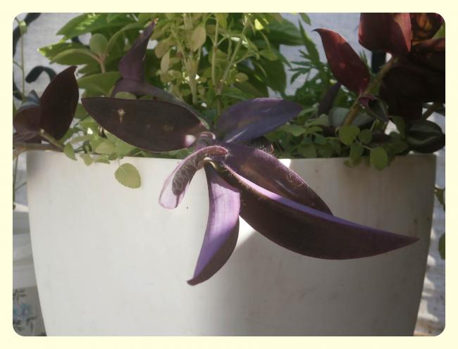 Name:  Tradescantia pallida - Mor Telgraf iei.jpg
Views: 2459
Size:  32.0 KB