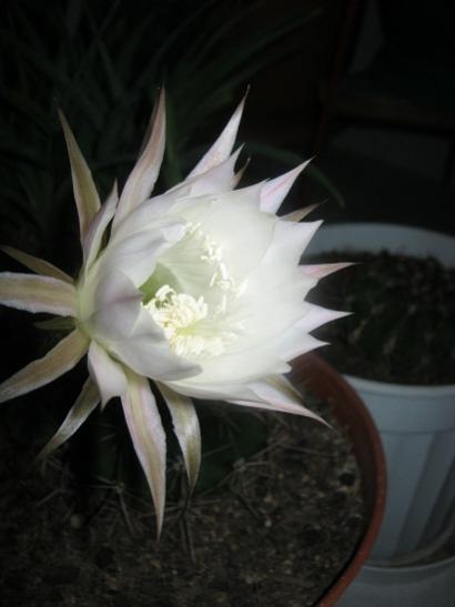 Name:  kaynana topuzu.jpg
Views: 892
Size:  21.5 KB