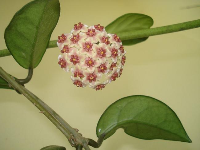 Name:  DSC07997.jpg
Views: 776
Size:  29.9 KB