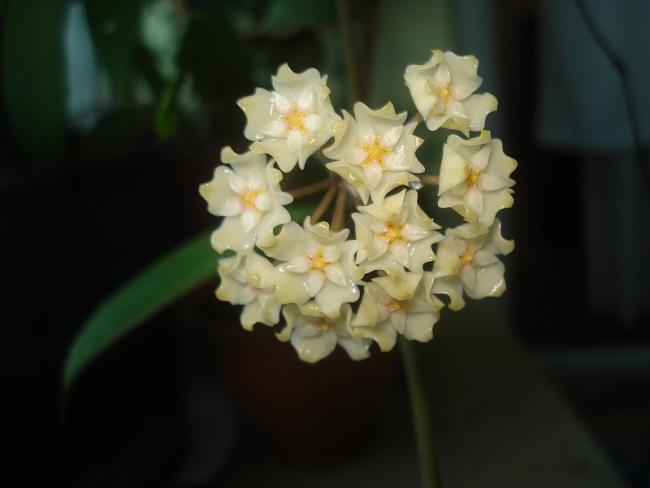 Name:  DSC08008.jpg
Views: 771
Size:  23.5 KB