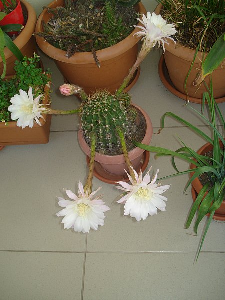 Name:  DSC08016.jpg
Views: 837
Size:  64.0 KB