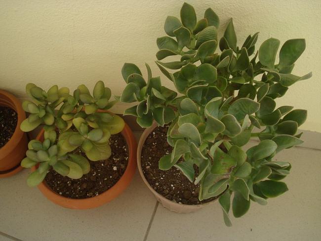 Name:  DSC08034.jpg
Views: 1698
Size:  43.6 KB