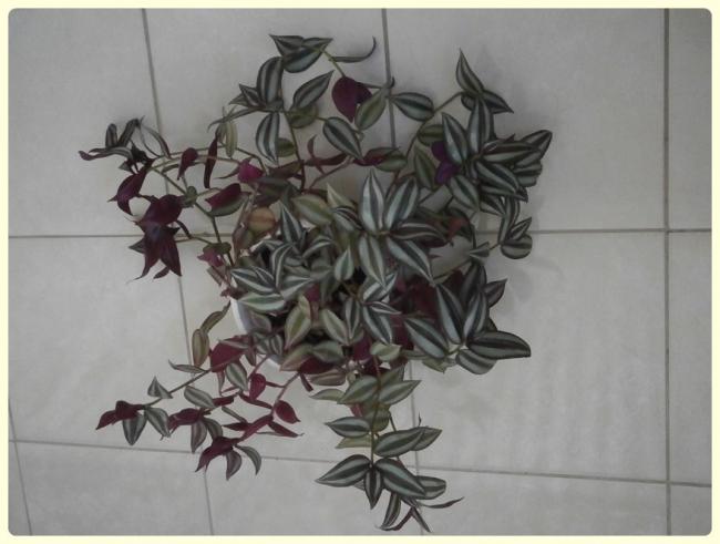 Name:  Alacal Telgraf iei (Tradescantia zebrina).jpg
Views: 1954
Size:  37.4 KB
