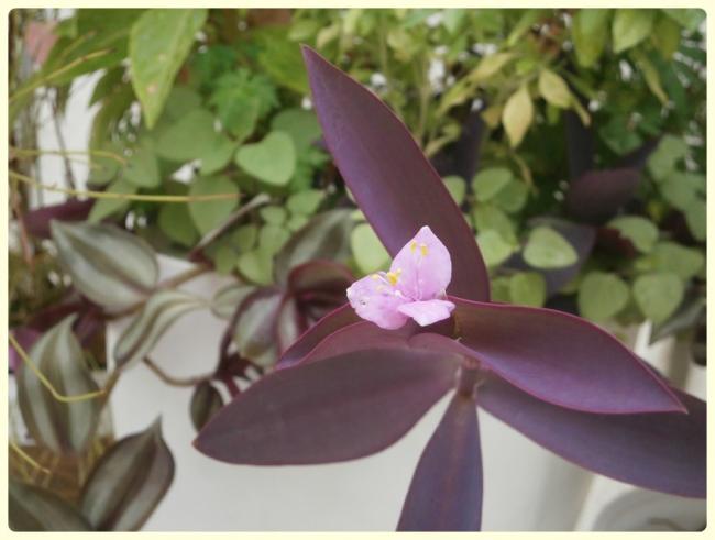 Name:  Mor Telgraf iei (Tradescantia pallida).jpg
Views: 1910
Size:  36.2 KB