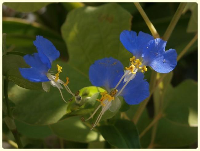Name:  Commelina communis - Yabani Telgraf iei, Asya Gn iei (2).jpg
Views: 1935
Size:  29.4 KB