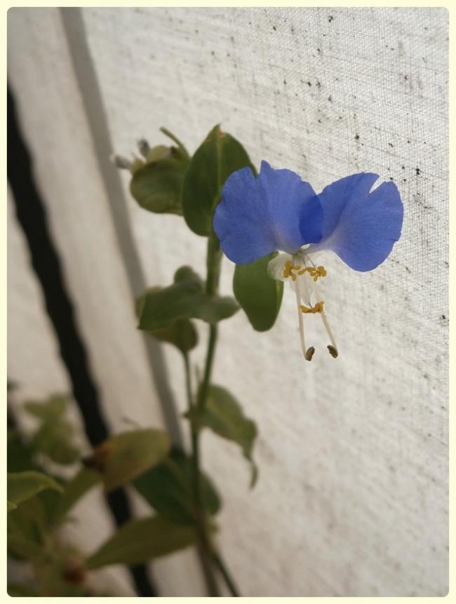 Name:  Commelina communis - Yabani Telgraf iei, Asya Gn iei.jpg
Views: 1799
Size:  51.6 KB