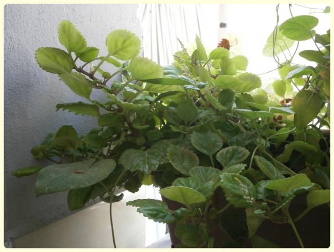 Name:  Plectranthus verticillatus - Parlak Mustafa iei (2).jpg
Views: 2101
Size:  44.8 KB