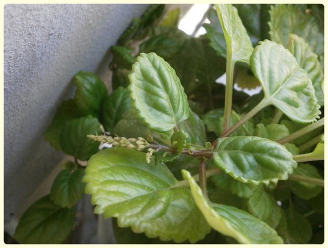 Name:  Plectranthus verticillatus - Parlak Mustafa iei.jpg
Views: 2339
Size:  42.5 KB