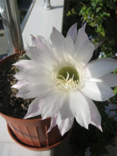 Name:  kaynana ttopuzu1.jpg
Views: 946
Size:  27.2 KB
