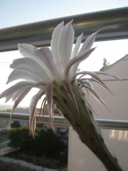 Name:  kaynana topuzu2.jpg
Views: 937
Size:  23.2 KB