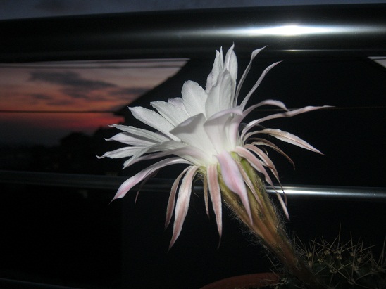 Name:  kaynana topuzu3.jpg
Views: 923
Size:  62.6 KB