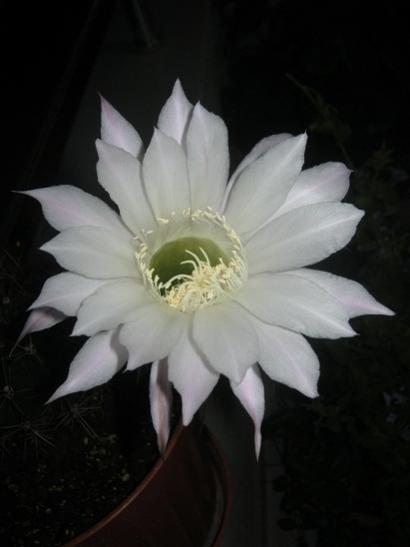 Name:  kaynana topuzu4.jpg
Views: 936
Size:  18.9 KB