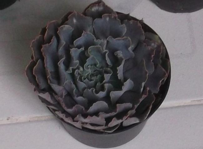 Name:  DSCF8085.jpg
Views: 933
Size:  29.1 KB
