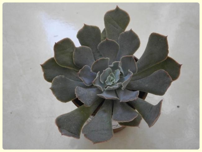 Name:  Echeveria shaviana.jpg
Views: 1798
Size:  27.7 KB