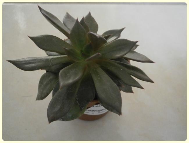 Name:  Echeveria 'Black Knight'.jpg
Views: 1760
Size:  25.4 KB