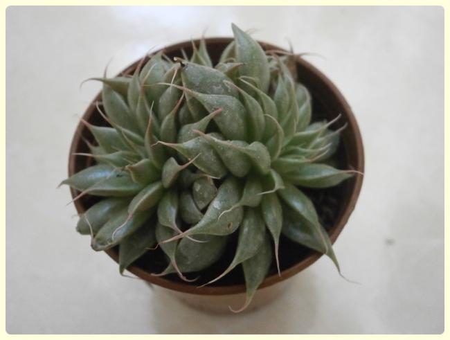 Name:  Graptoveria cv 'Silver Star'.jpg
Views: 1896
Size:  28.0 KB