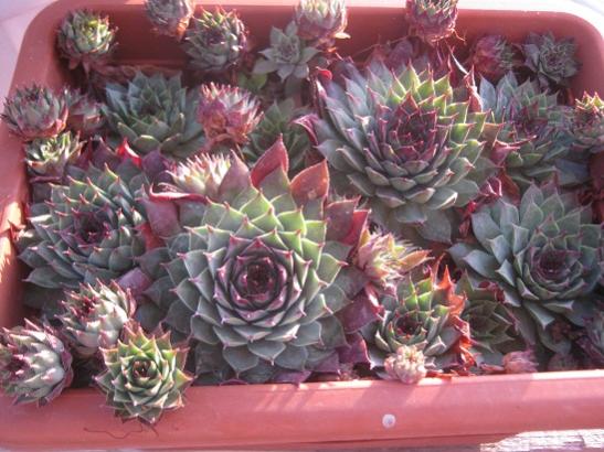 Name:  sempervivum.jpg
Views: 869
Size:  48.6 KB