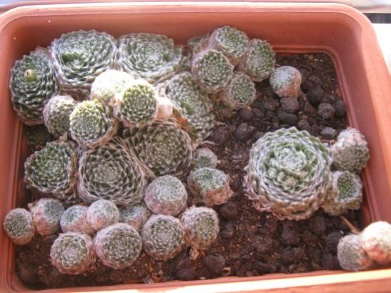 Name:  sempervivum1.jpg
Views: 860
Size:  49.0 KB