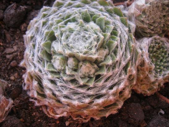 Name:  sempervivum2.jpg
Views: 833
Size:  49.1 KB
