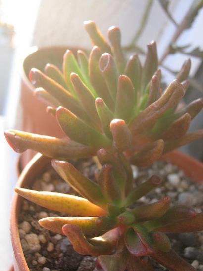 Name:  crassula ovata hobbit.jpg
Views: 828
Size:  25.7 KB
