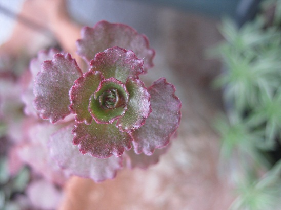 Name:  sedum spurium.jpg
Views: 825
Size:  66.7 KB