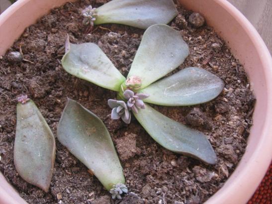 Name:  graptopetalum.jpg
Views: 932
Size:  43.9 KB