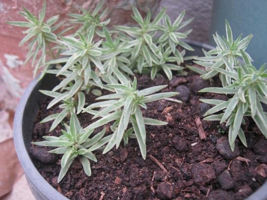 Name:  sedum lineare.jpg
Views: 863
Size:  46.2 KB
