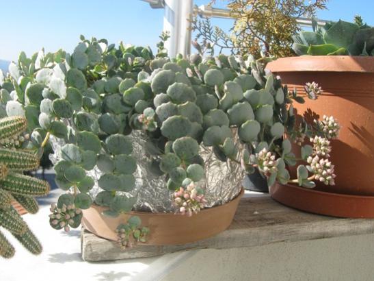 Name:  sedum sieboldii.jpg
Views: 878
Size:  42.8 KB