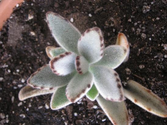 Name:  tomentosa.jpg
Views: 703
Size:  39.8 KB