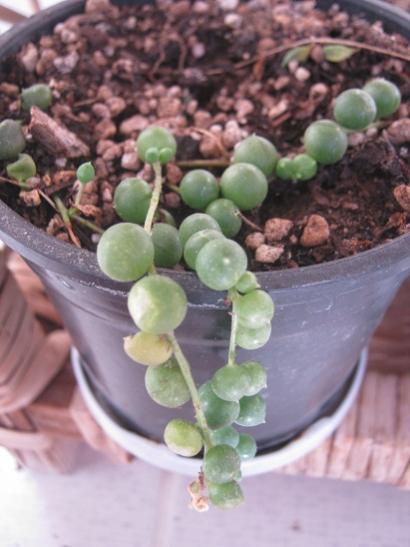Name:  senecio rawleyanus1.jpg
Views: 726
Size:  33.9 KB