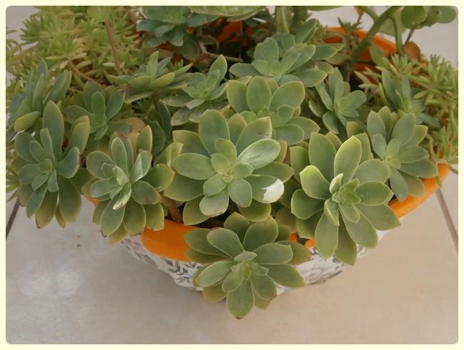 Name:  Sedum palmeri.jpg
Views: 1758
Size:  41.8 KB