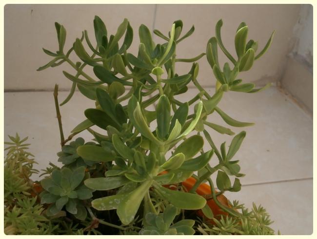 Name:  Sedum dendroideum.jpg
Views: 1627
Size:  40.2 KB