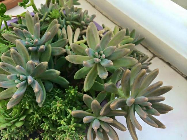 Name:  Graptosedum francesco baldi.jpg
Views: 2087
Size:  50.6 KB