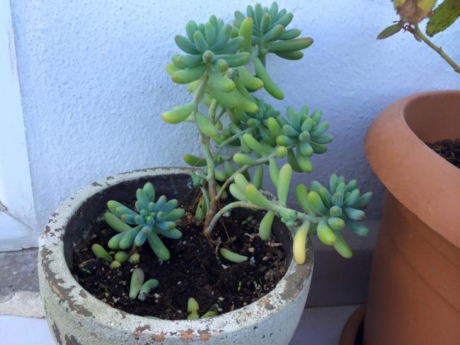 Name:  Sedum pachyphyllum (2).jpg
Views: 1249
Size:  46.5 KB