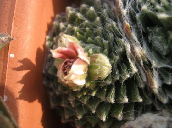 Name:  sempervivum.jpg
Views: 940
Size:  36.3 KB